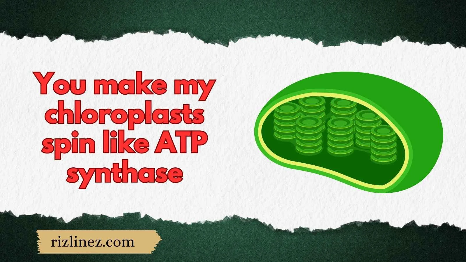 Chloroplast Rizz Lines