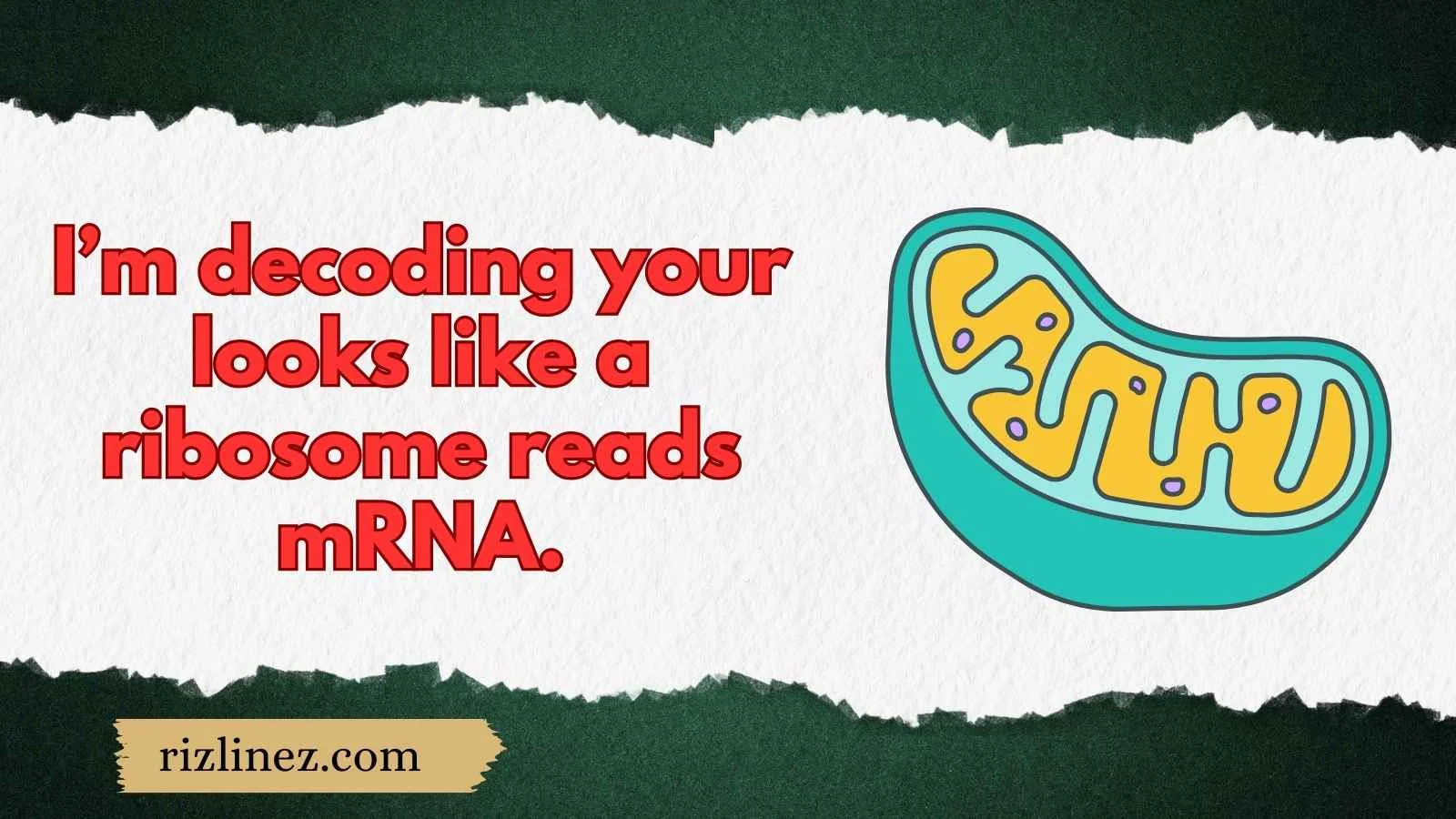 Ribosome Rizz Lines